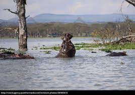 Here is a gem in the heart of kenya. Hippos In Naivasha See In Kenia Lizenzfreies Foto 26585016 Bildagentur Panthermedia