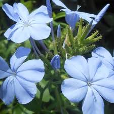 Discover the best small flowering shrubs for your home with our guide. 46 South Texas Plants Ornamental Plants For Landscape Ideas Texas Plants Plants Ornamental Plants
