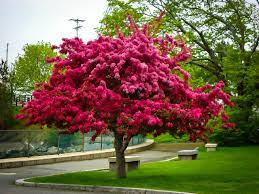If you're wondering where to buy affordable flowering trees online then you've come to the right place. Buy Prairie Fire Crab Apple Trees Online The Tree Center