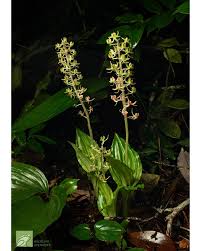 Image result for Liparis nervosa