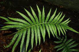 Image result for Cyclosorus interruptus