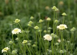 Image result for Scabiosa columbaria