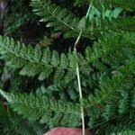 Image result for Athyrium schimperi