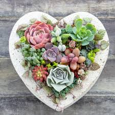 Pin On Succulents Propagation Terrarium