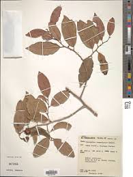 Image result for Diospyros consolatae