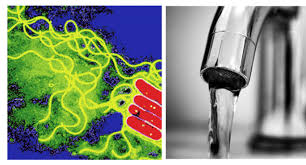 Legionella acquired its name after an outbreak in the us in 1976. Legionella Prevention Legionella Risk Assessment Nijhuis Industries Nijhuis Industries