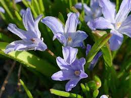 Floral names for baby boys make a perfect choice. Top 55 Beautiful Types Of Blue Flowers With Names And Pictures Florgeous