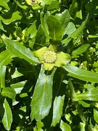 Image result for Aeschynomene multicaulis