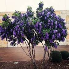 Texas Mountain Laurel Seeds Texas Mountain Laurel Backyard Garden Landscape Backyard Garden