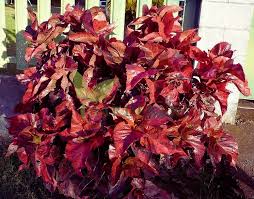 Image result for Acalypha