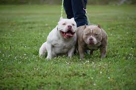 Venom King Of The Micro Bullies Barcroft Animals Pocket Bully Bulldog French Bulldog