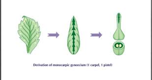 Carpel Derivation Planting Flowers Botany Flowers