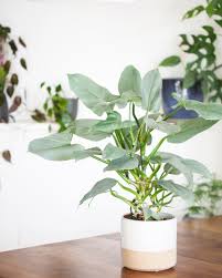 Philodendron Hastatum Pretty Plants Summer Plants Indoor Plants