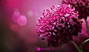 Desktop Backgrounds For Windows 10 With Purple Flower Hd Wallpapers Wallpapers Download High Resolution Wallpapers Purple Flowers Wallpaper Flower Desktop Wallpaper Beautiful Flowers Images