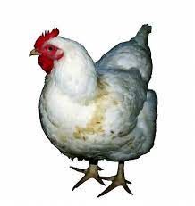 White Hen Isolated On White By Lanjee Chee White Chicken White Hen Png