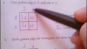 Maybe you would like to learn more about one of these? Review Of Monohybrid Cross Worksheet Youtube