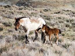 Wild horse is an unincorporated village in cheyenne county, colorado, united states. For Now No Water To Be Hauled For Wild Horses In Colorado S Sand Wash Basin Thefencepost Com