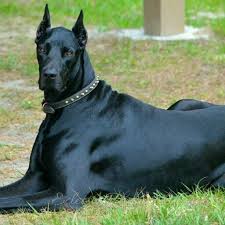 Pin By Lone Wolf On Kopek Dog Hound Dog Breeds Doberman Pinscher Dog Dog Breeds