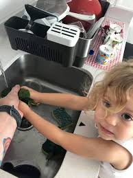 Panceta de cerdo con trigo (8 personas) Para la panceta : Una tira de  panceta de 3.5 kgs 4 cdas de aceite de oliva 1 cda de tomillo seco o fresco  1