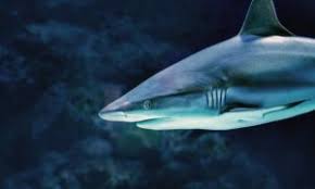 You can use this swimming information to make your own swimming trivia questions. The Shark Week 2019 Quiz Ocean Wise