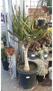 Image result for Aloidendron tongaense