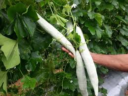 The white unisexual flowers have long lacy fringes on the five petals and open at night. Pollinating Vegetable Gourds By Hand A Full Guide A Good Tree