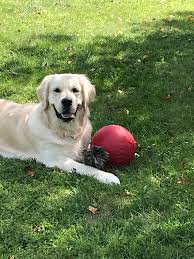 Maybe you would like to learn more about one of these? Looking For A New Family Member Near Ma Ri Ct Golden Retriever Dog Forums