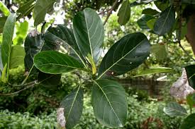 Image result for Artocarpus heterophyllus