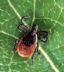 Image result for infected tick bite