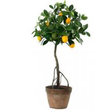 Pekiyi ya saksıda limon yetiştirme ihtimaliniz var mı? Yediveren Limon Citrus Limonum Fidani Bodurbitki Com Meyve Fidanlari Ve Sus Bitkileri