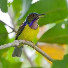 Bagaimana untuk melihat perbedaan lovebird jantan dan betina? Daftar Harga Burung Kolibri Terbaru September 2020 Lengkap