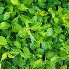 Image result for Euonymus fortunei