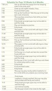 Don't forget to start your puppy's vaccinations during this time. Labrador Retriever Lab Information All About The Labrador Retriever Dog Training Breeders Grooming He Labrador Retriever Dog Puppy Training Tips Puppy Schedule