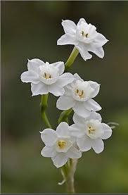 December Narcissus Birth Month Flowers Narcissus Flower Tattoos Birth Flower Tattoos