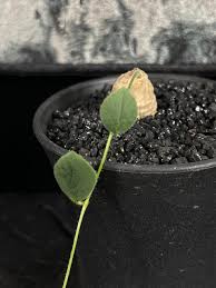 Image result for Trochomeria polymorpha