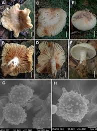 Image result for Russula sp.