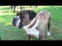 Italyan Mastiff Kopek Ozellikleri Nelerdir Osman Cakir Youtube