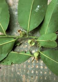 Image result for Diospyros mespiliformis