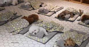 Puppy nursery getting ready for life. Photos Of Sleeping Pups In A Puppy Daycare Center Are Taking Over The Internet 24 Pics Bored Panda