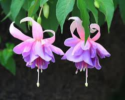Risultati immagini per Naturaleza perfecta. Fuchsia.