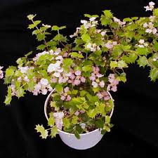 Image result for Malpighia coccigera