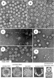 Image result for Dark Hunter Green 1996 AAV