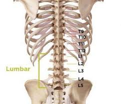 We did not find results for: What Type Of Vertebrae Spine Pain Do I Have