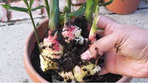 Di indonesia varietas tanaman semangka yang cocok di budidayakan yaitu silahkan memilih jenis benih buah tanaman semangka yang sesuai dengan tanah setempat. 25 Jenis Tanaman Mudah Hidup Dalam Rumah Di Malaysia Propertyguru Malaysia