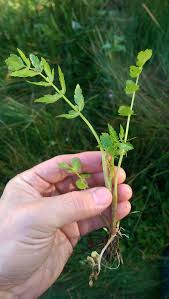 Image result for Berula