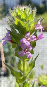 Image result for Epilobium