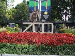 Ollie The Bobcat Is Taking Over Twitter After Escaping From The National Zoo In Dc National Zoo Washington Dc Washington Dc Travel Dc Attractions