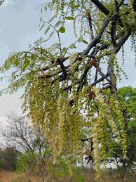 Image result for Burkea africana