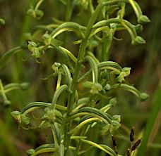 Image result for Habenaria praestans