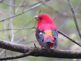 This list of birds of massachusetts includes species documented in the u.s. April 2019 The Birds Of Reading Massachusetts Project